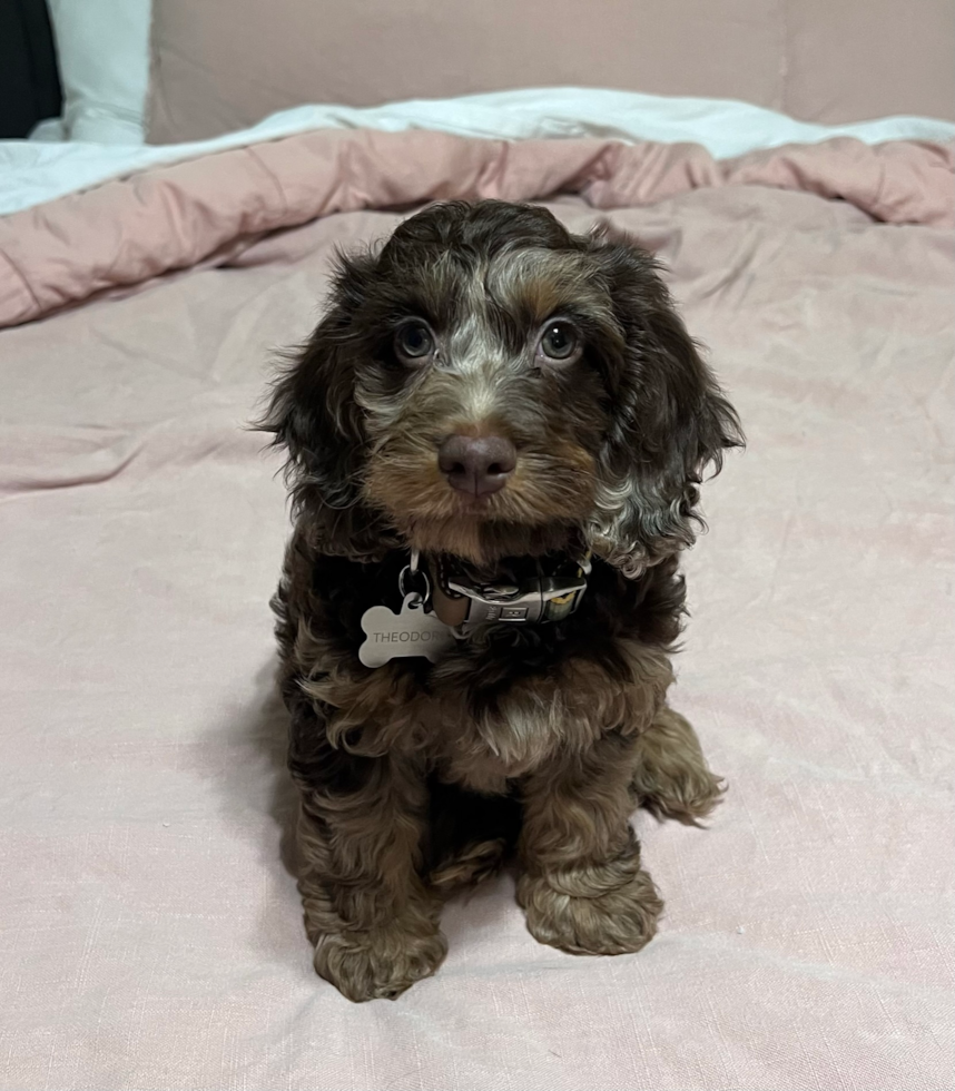 Smart Cockapoo Poodle Mix Pup