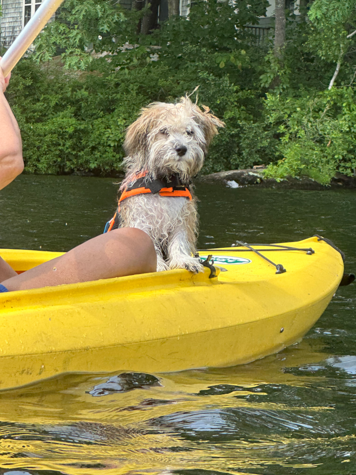 Funny Havanese Purebred Pup