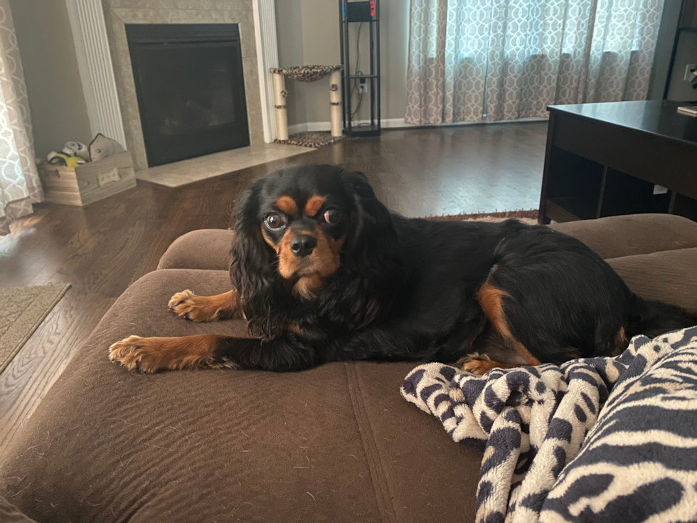 Belton Cavalier King Charles Spaniel Pup