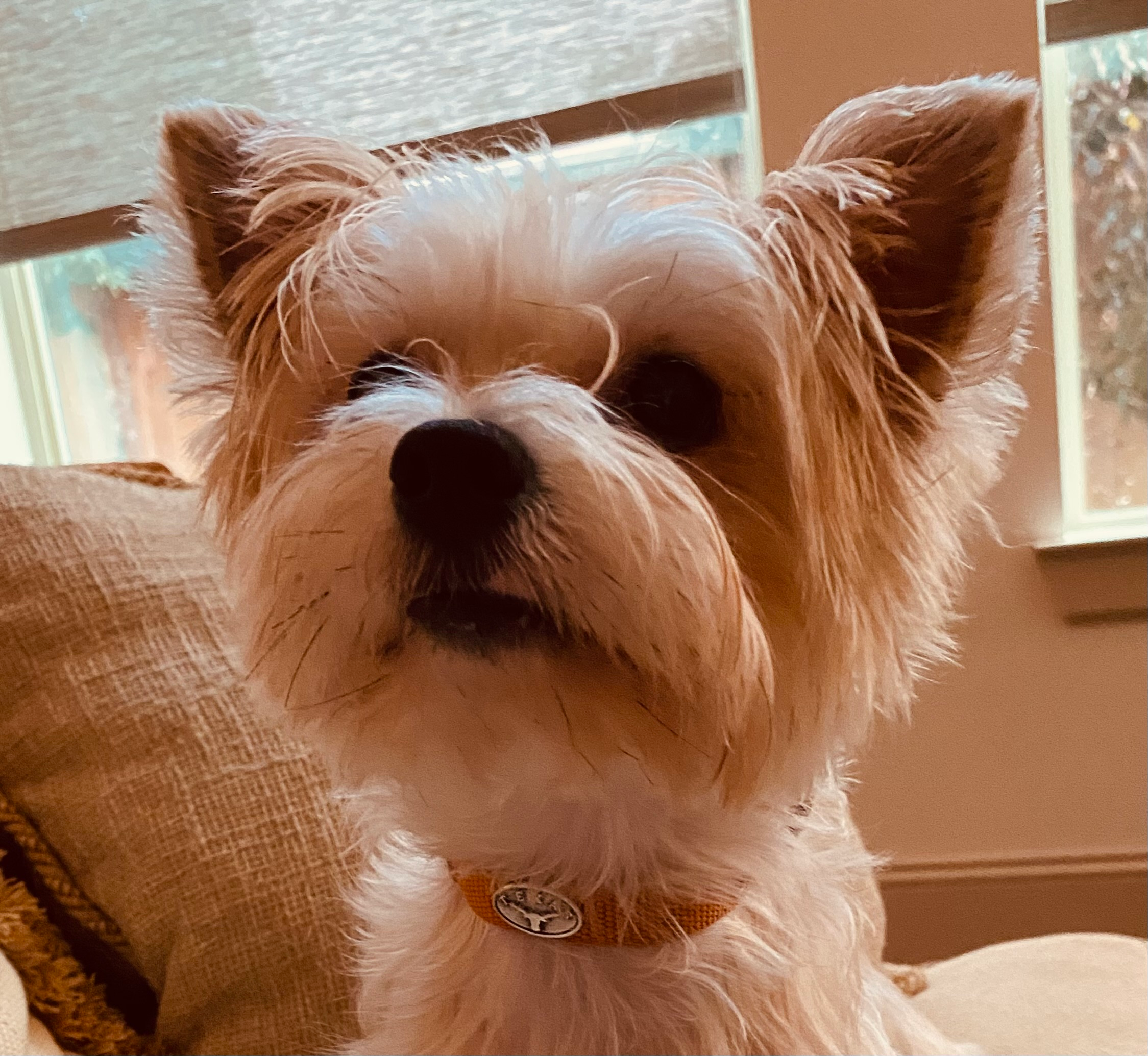 Happy Morkie Baby