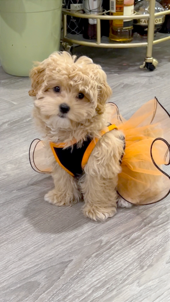 Smart Maltipoo Poodle Mix Pup