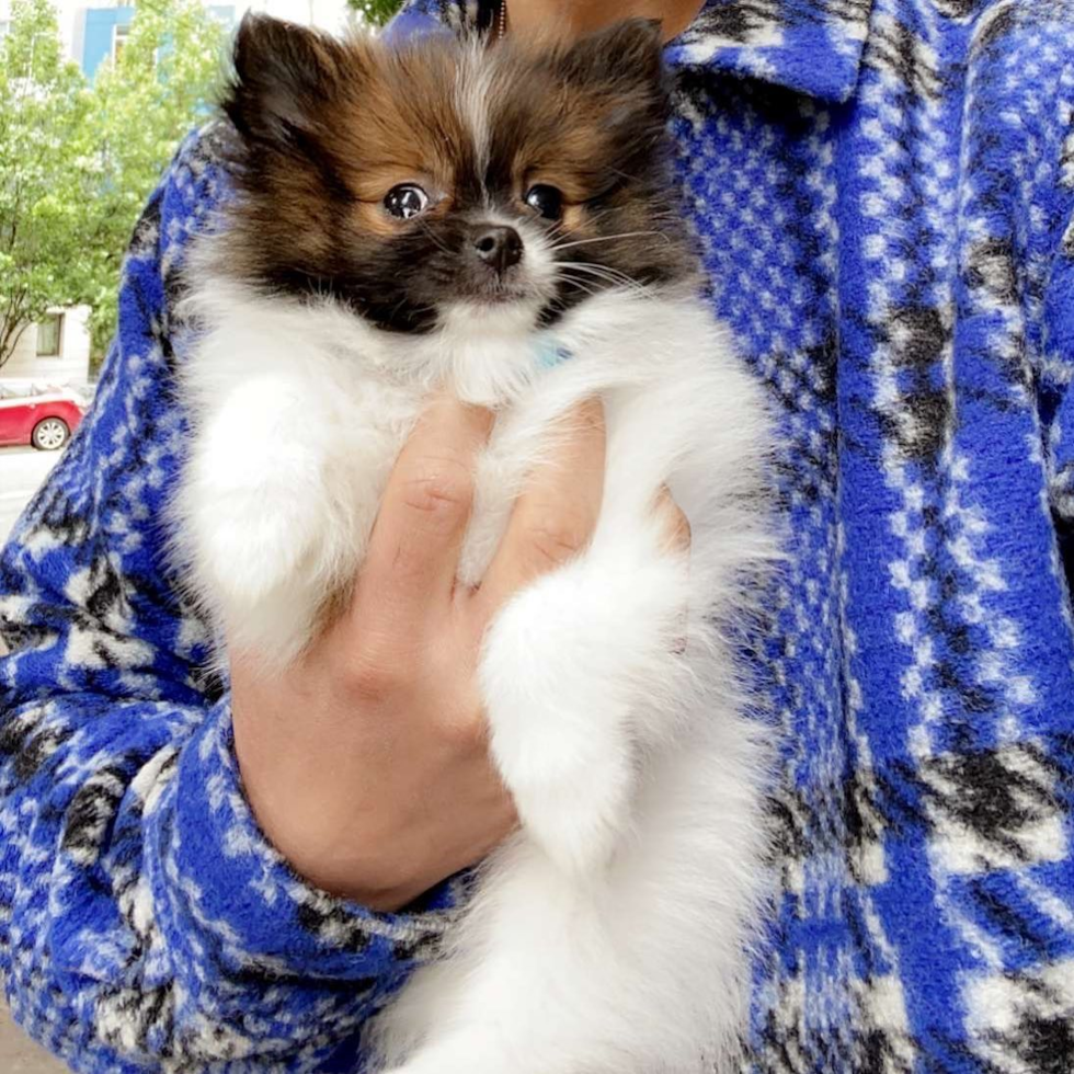 Pomeranian Being Cute