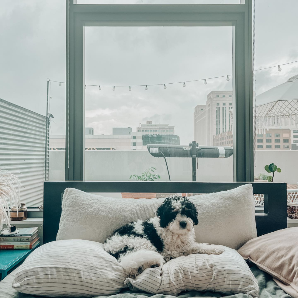 Chicago Mini Bernedoodle Pup