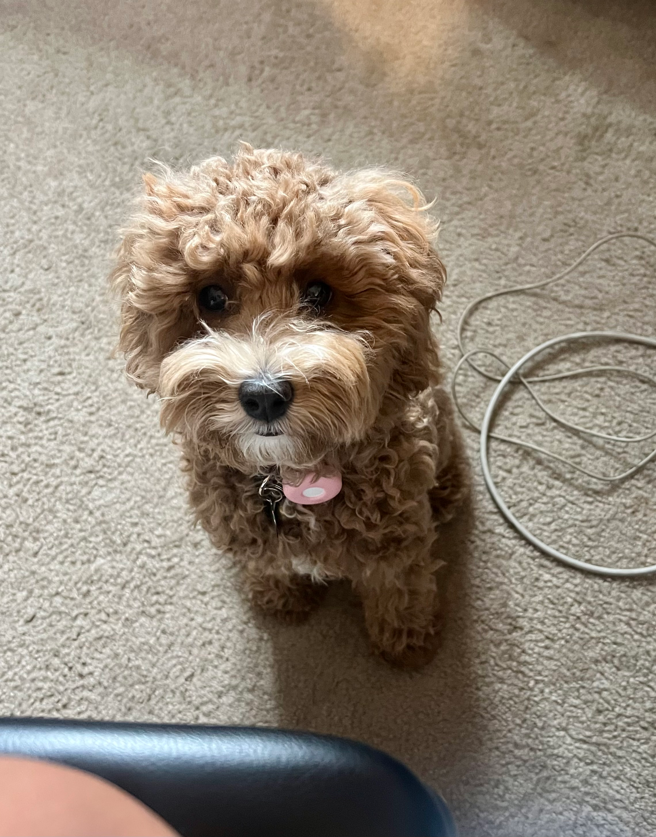 Cavapoo Puppy for Adoption