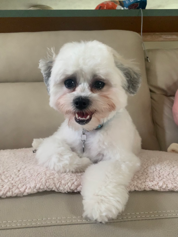 Small Teddy Bear Pup