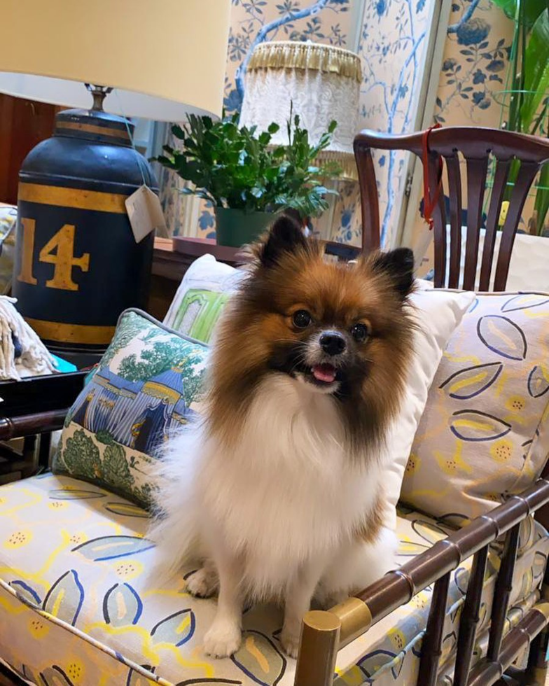 Smart Pomeranian Pup in Portland OR