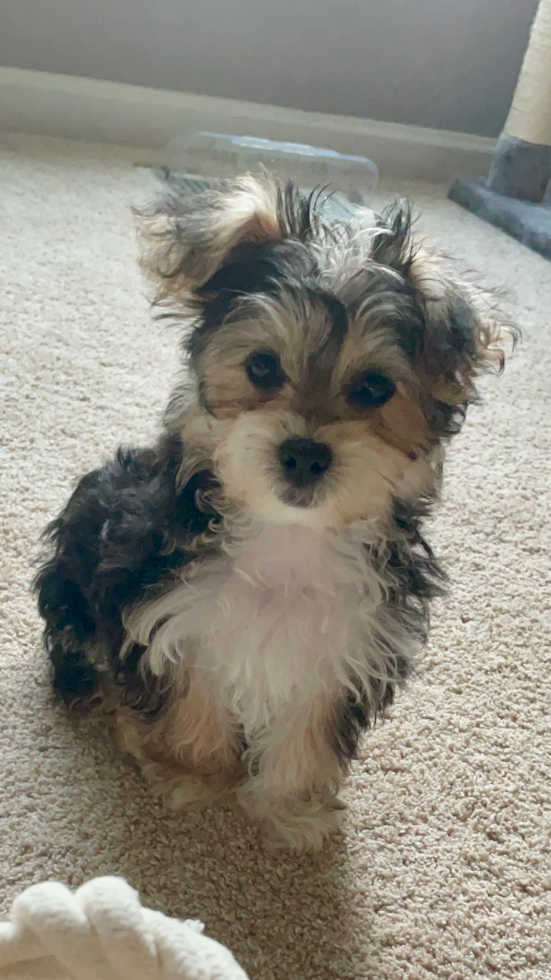 Sweet Morkie Pup
