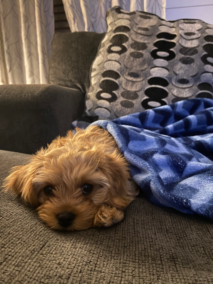 Cavapoo Pup