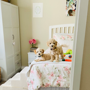Smart Poochon Poodle Mix Pup