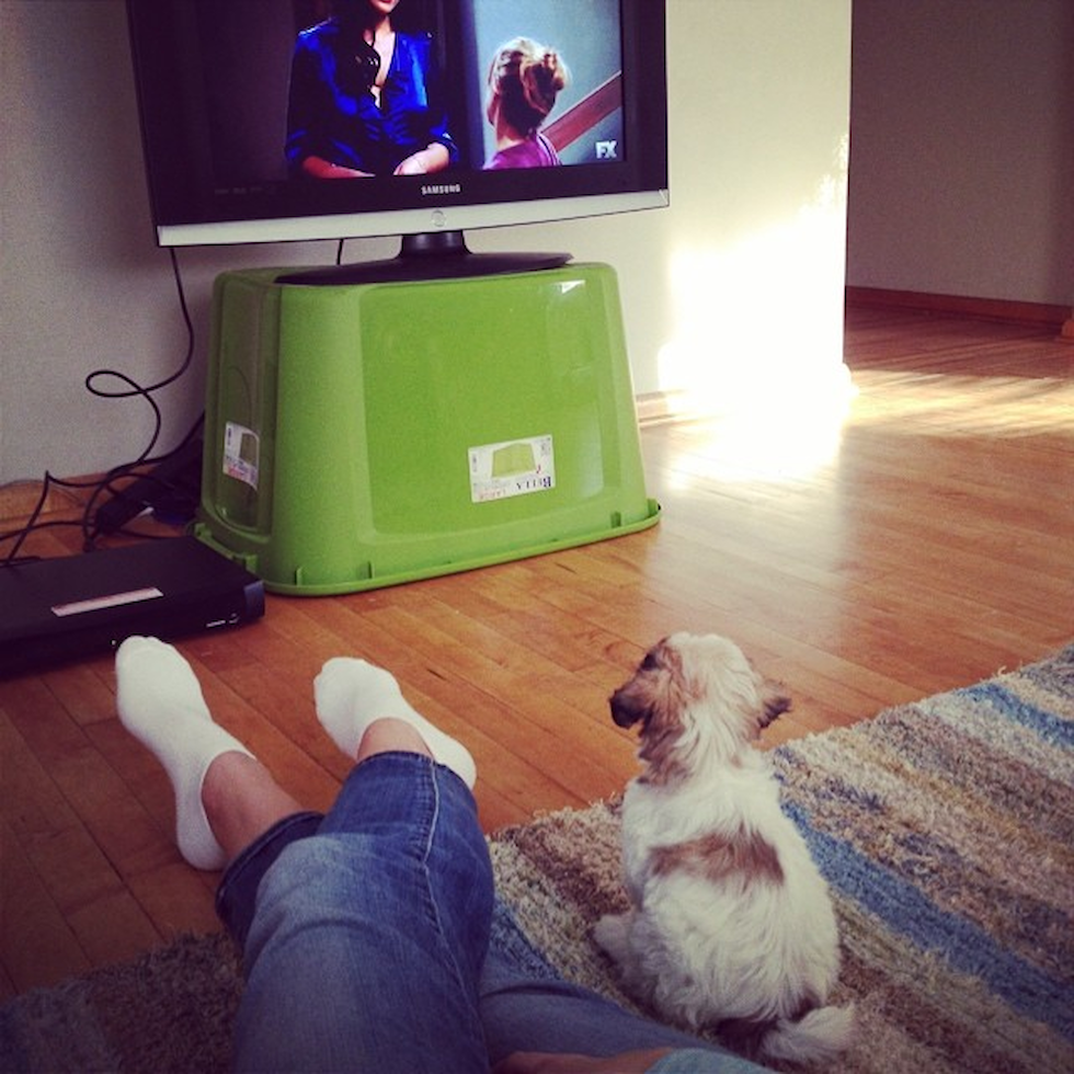 Small Teddy Bear Pup in Hunting Valley OH