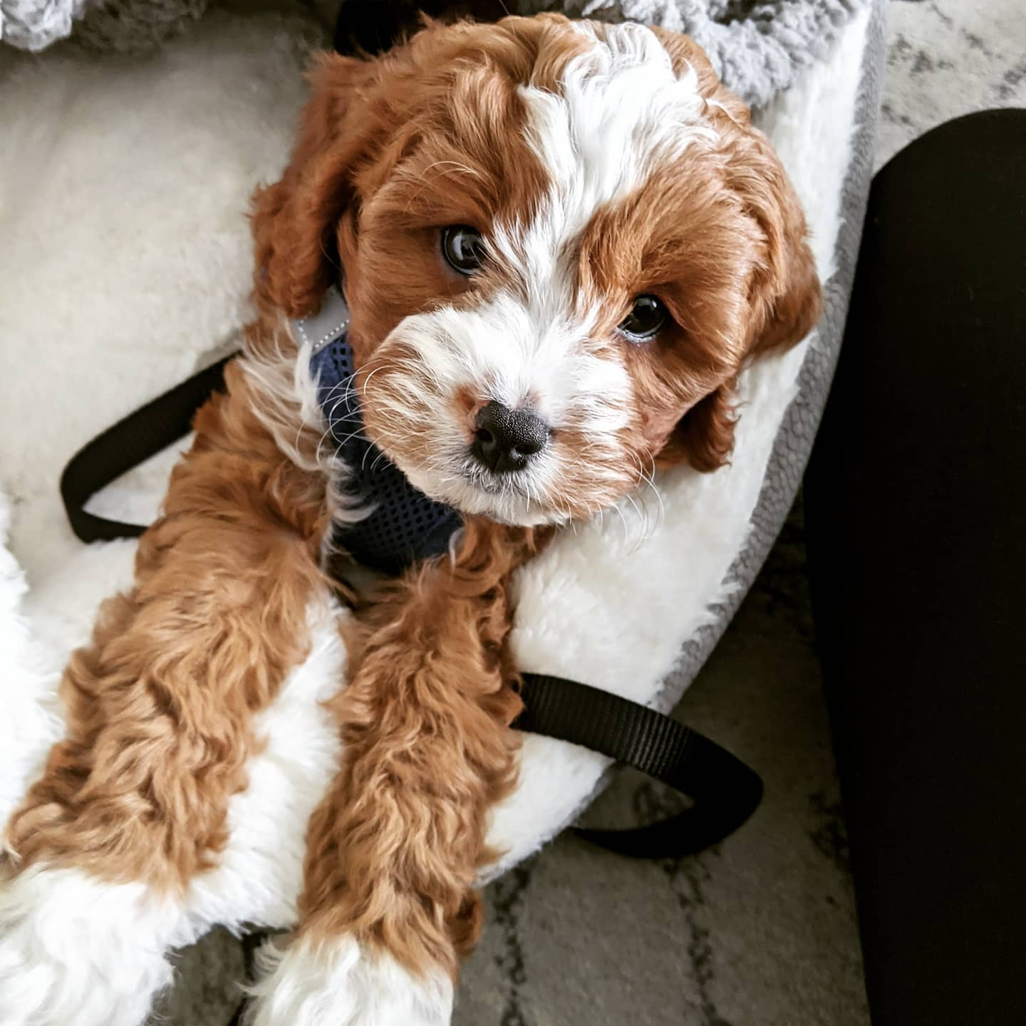 Cavapoo Pup Being Cute