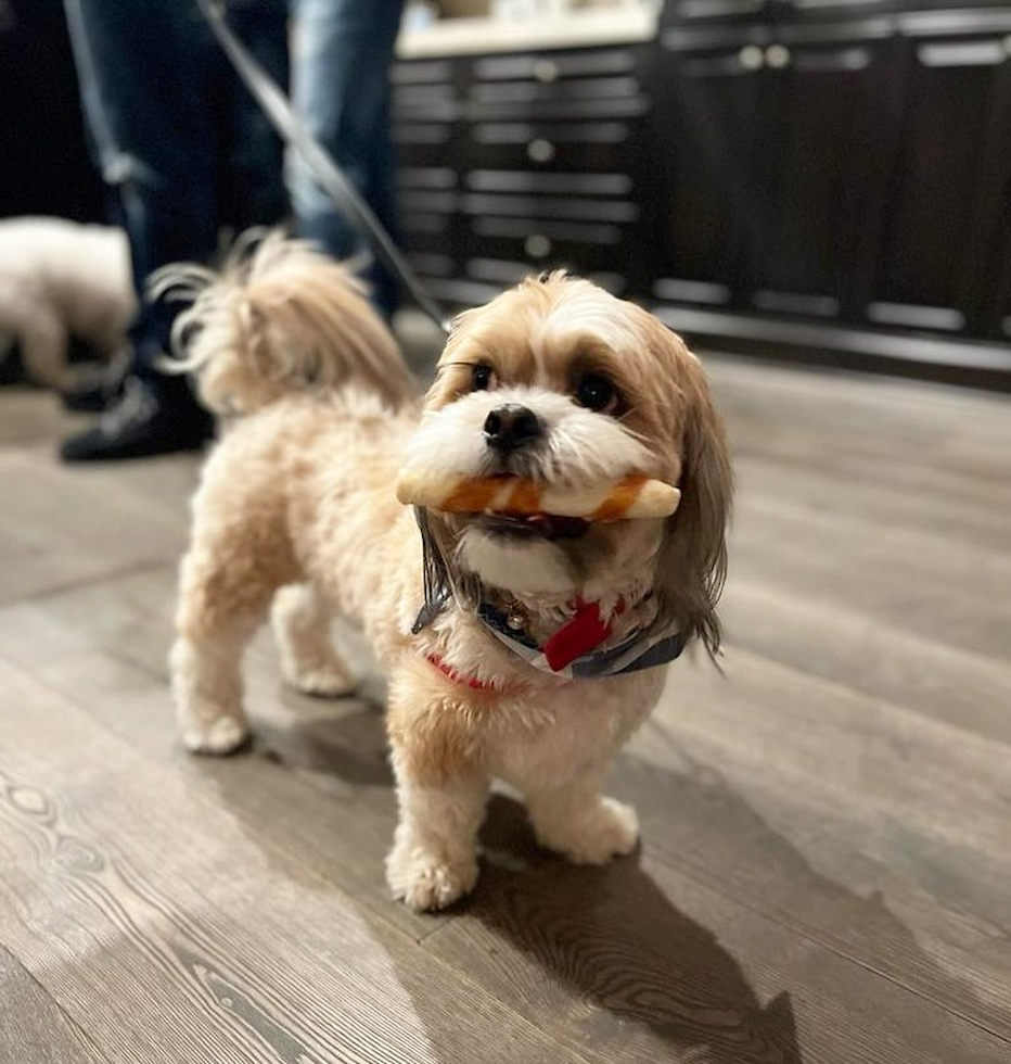 Playful Shih Tzu Purebred Pup