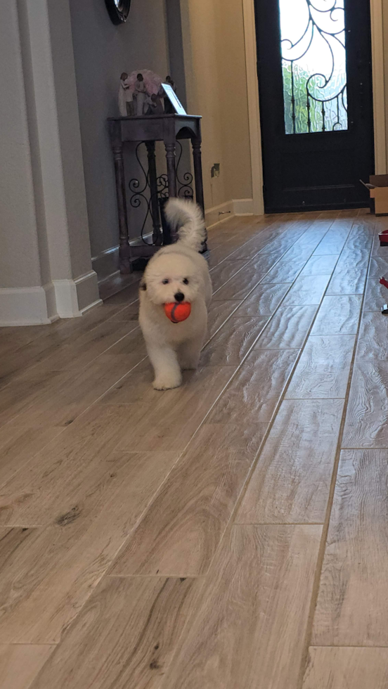 Popular Havapoo Poodle Mix Pup