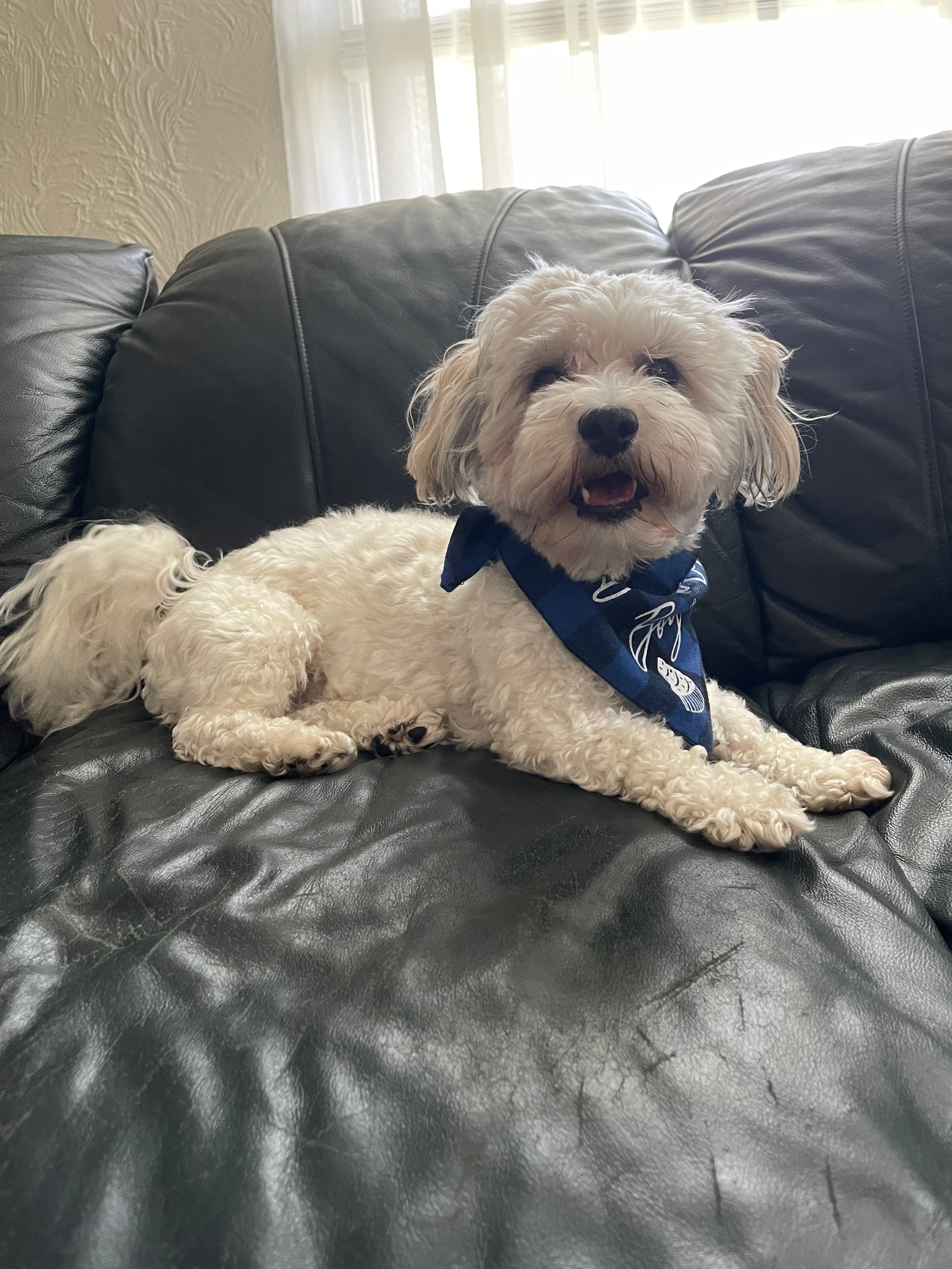 Havachon Pup Being Cute