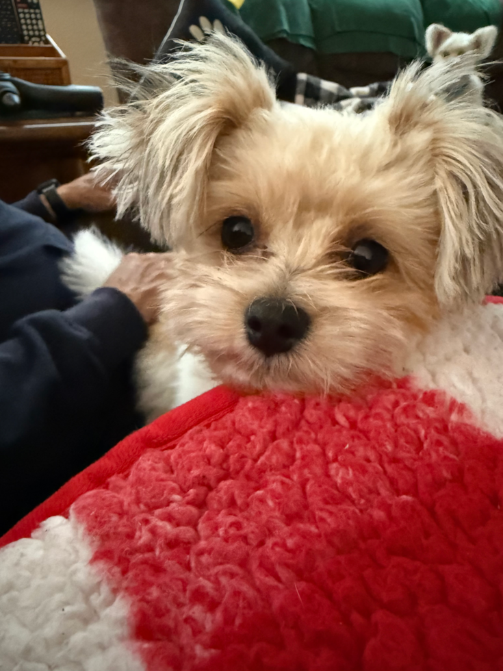 Popular Pomachon Designer Pup