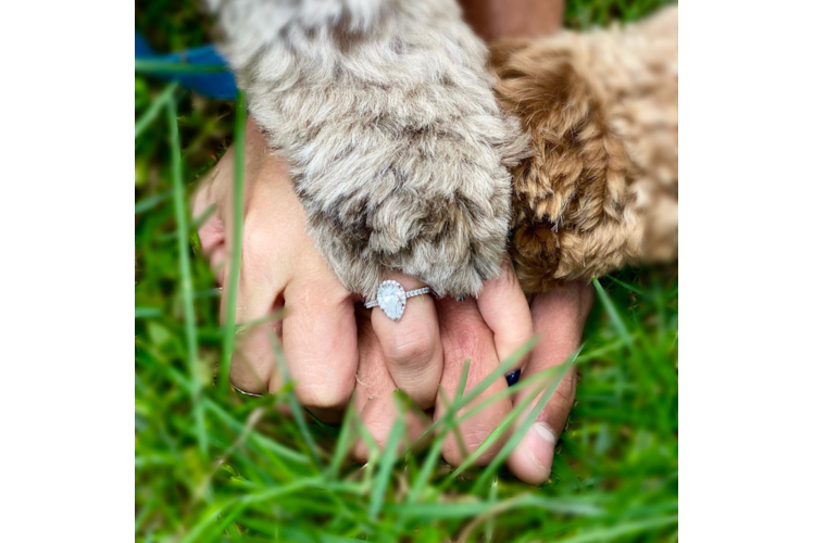 Cockapoo Pup Being Cute