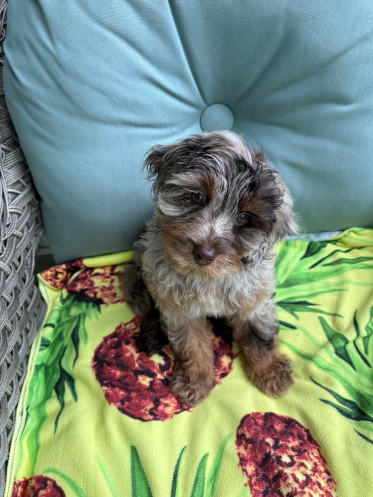 Happy Cockapoo Pup in