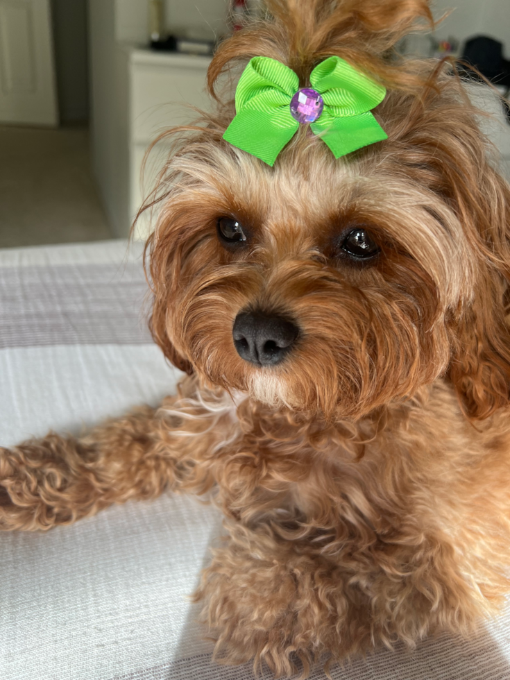 Popular Cavapoo Poodle Mix Pup