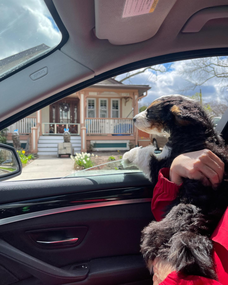 Mini Bernedoodle Being Cute
