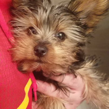 Fluffy Yorkie Purebred Pup