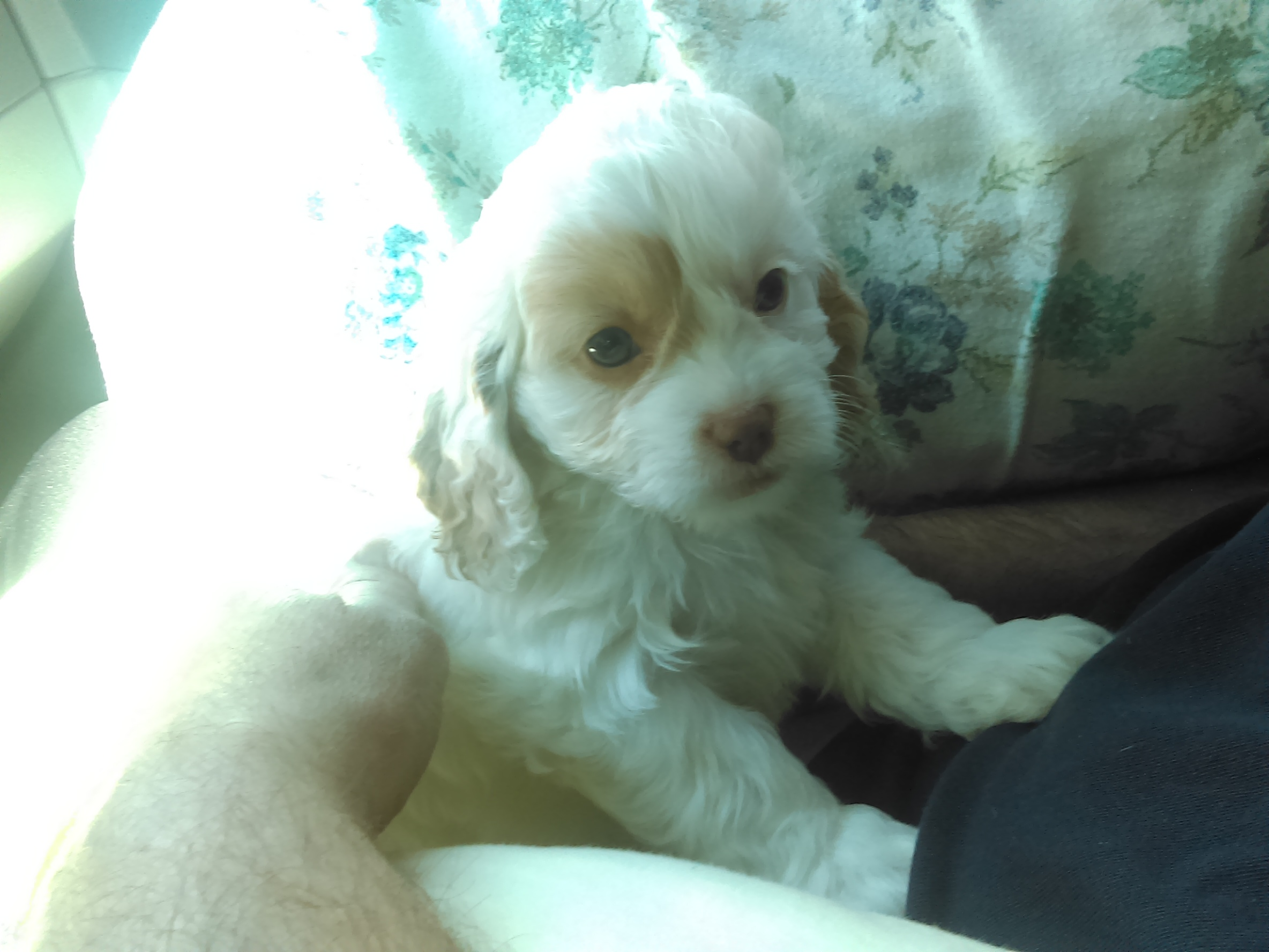 Funny Cavapoo Poodle Mix Pup