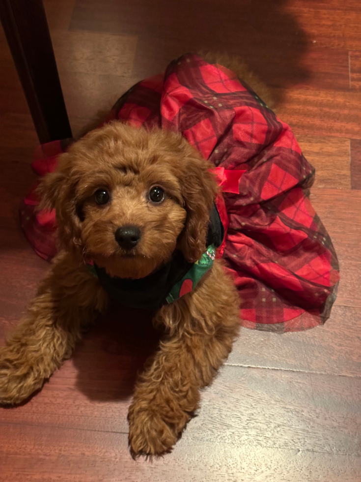 Friendly Cavapoo Pup