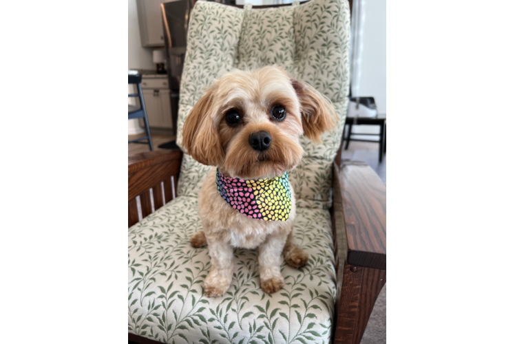 Cavapoo Pup Being Cute