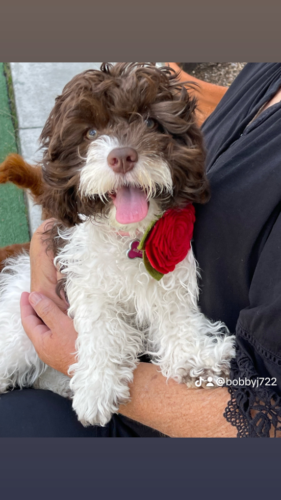 Cockapoo Pup