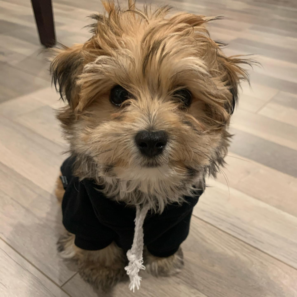 Hayward Morkie Pup