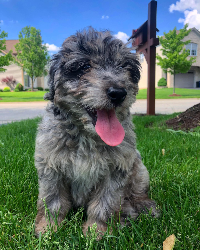 Mini Aussiedoodle Being Cute