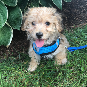 Playful Yo Chon Designer Pup