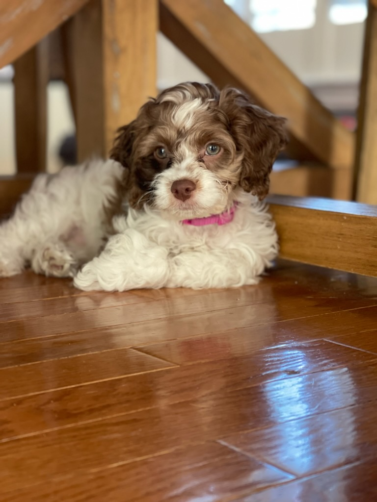 Cute Cockapoo Baby