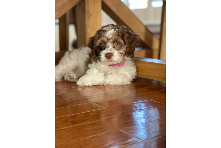 Cute Cockapoo Baby