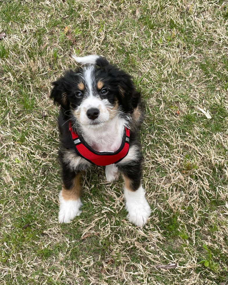 Funny Mini Bernedoodle Poodle Mix Pup
