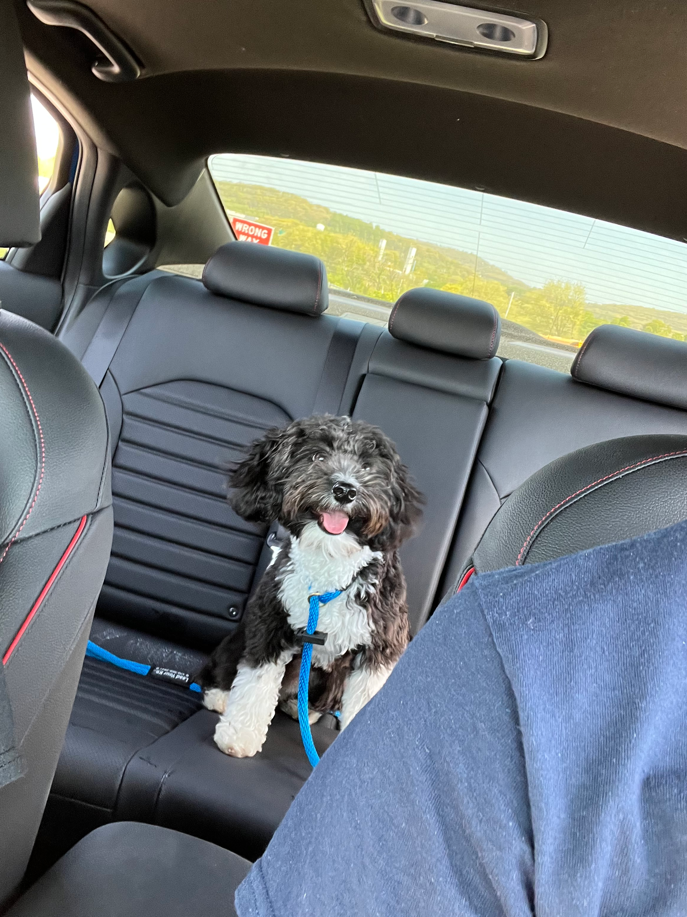 Mini Aussiedoodle Puppy for Adoption