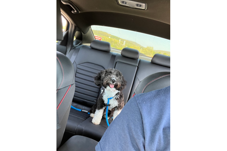 Mini Aussiedoodle Puppy for Adoption