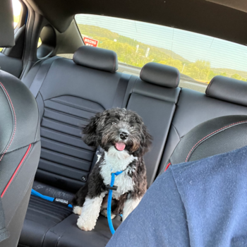 Friendly Mini Aussiedoodle Pup in