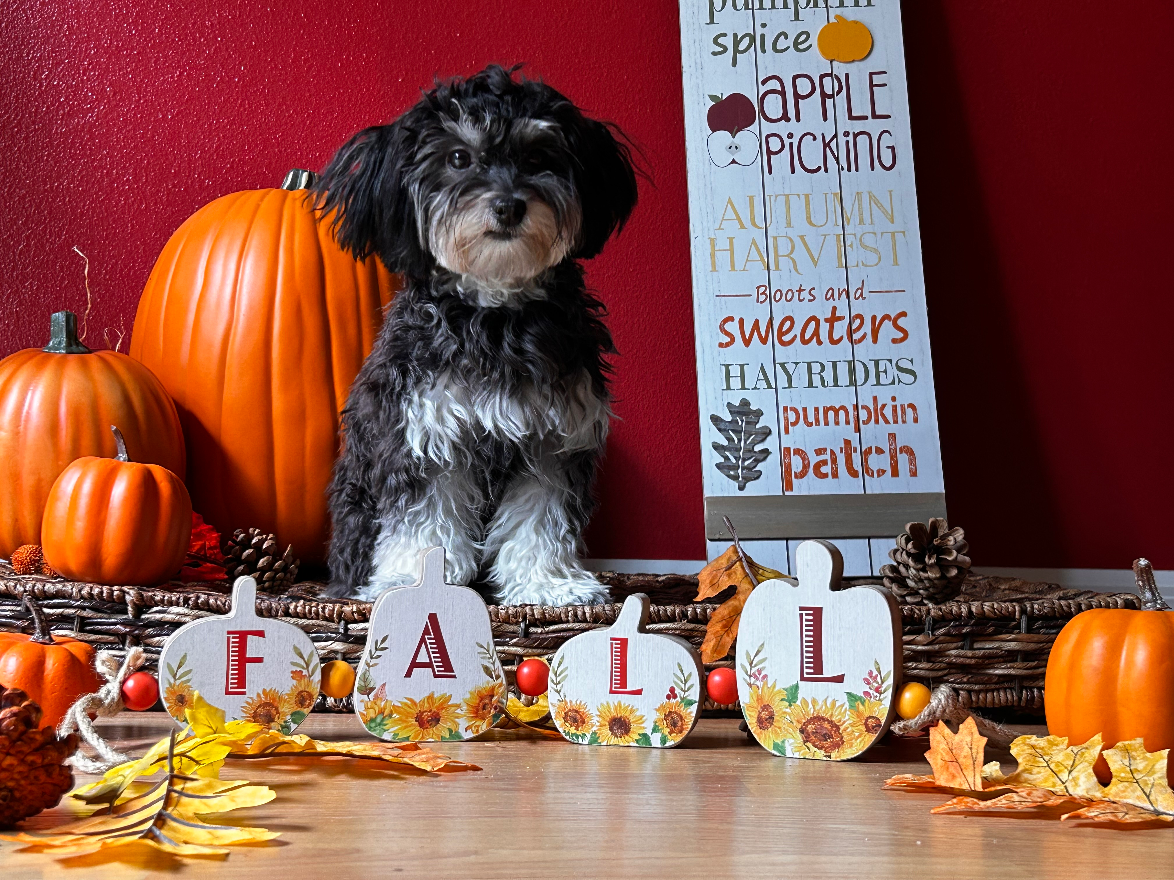 Havanese Pup Being Cute
