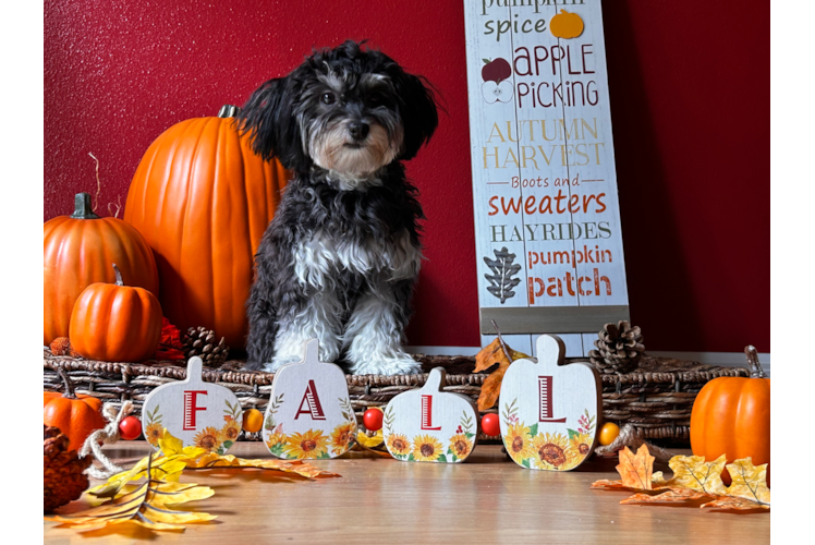 Havanese Pup Being Cute