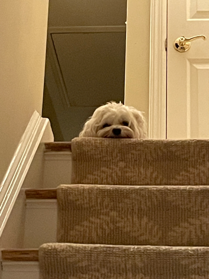 Popular Maltese Purebred Pup