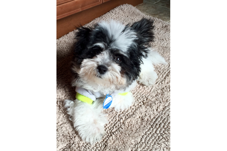 Playful Yorkie Designer Puppy