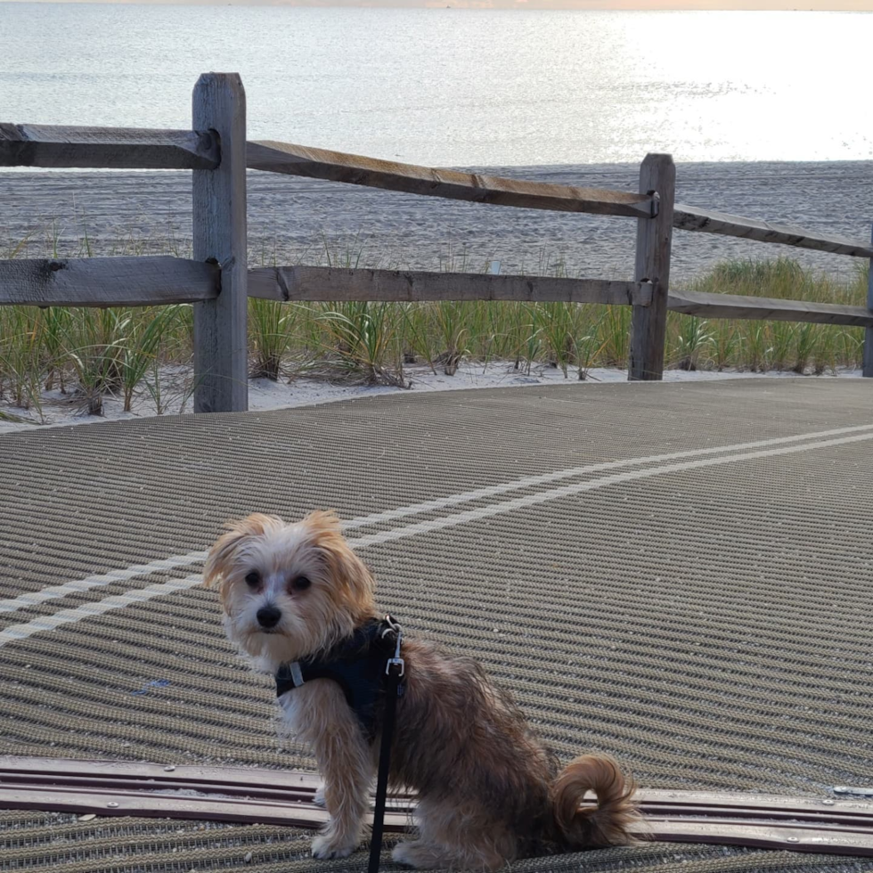 Fluffy Morkie Designer Pup