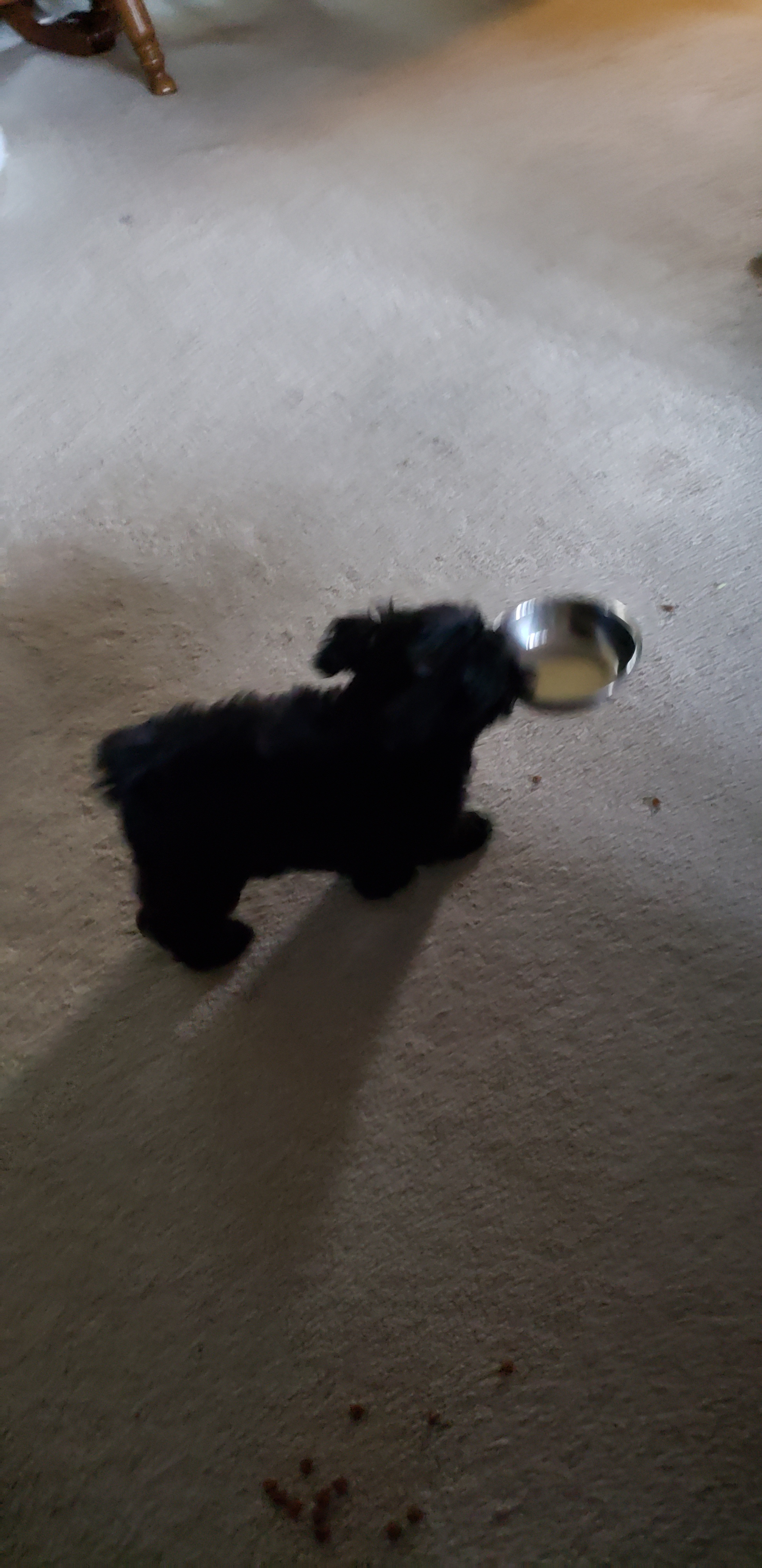 Yorkie Poo Puppy for Adoption