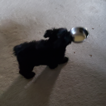 Davison Yorkie Poo Pup