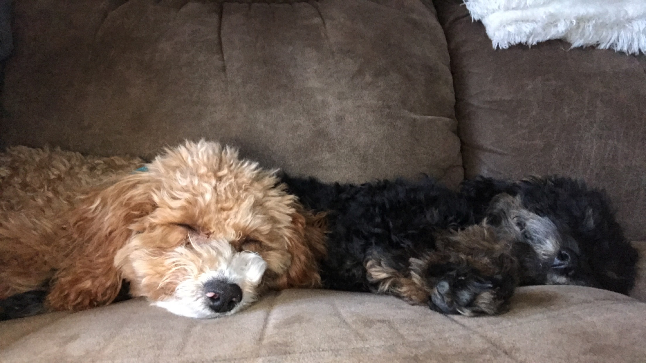 Poodle Pup Being Cute