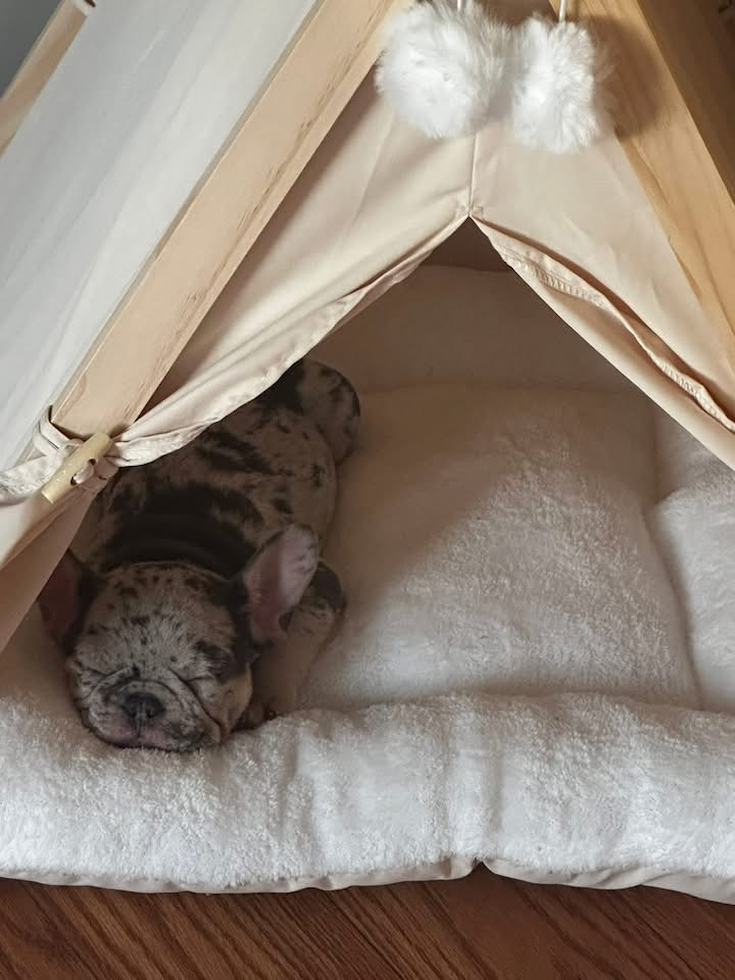 Funny French Bulldog Purebred Pup