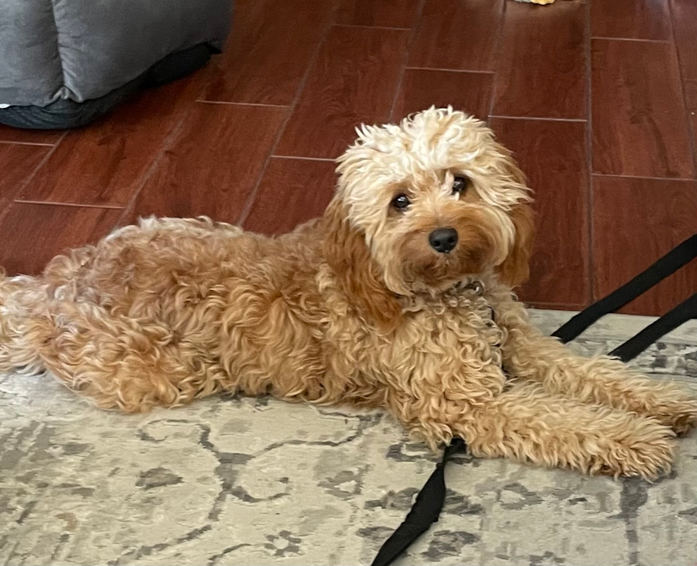 Friendly Cavapoo Pup in