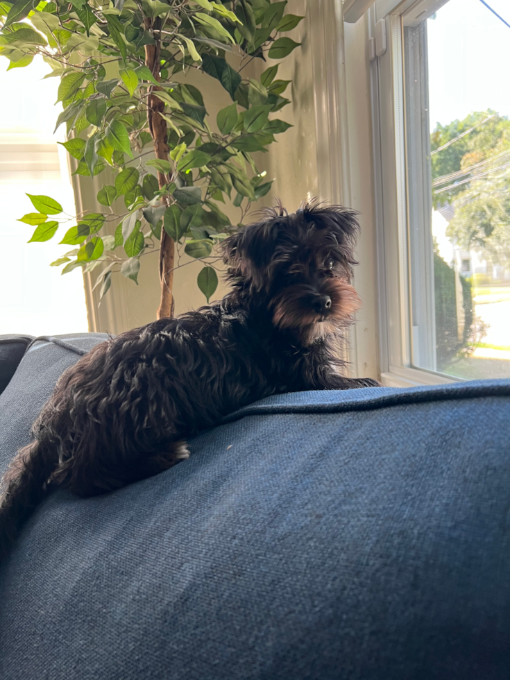 Fluffy Morkie Designer Pup