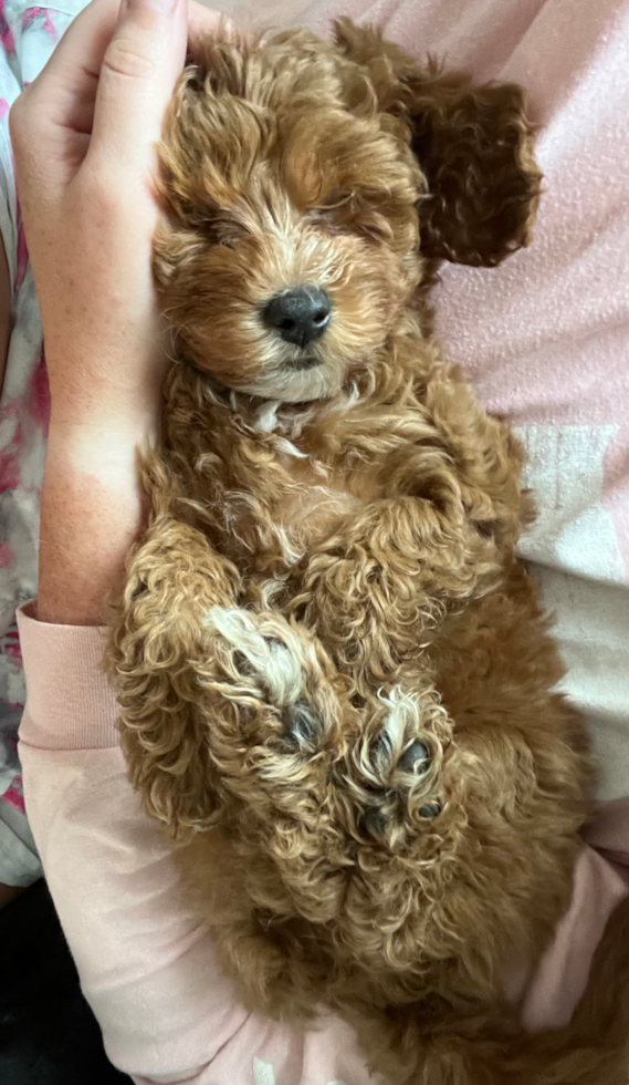 Adorable Cavoodle Poodle Mix Pup
