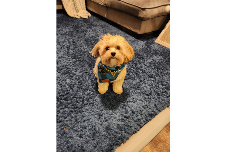 Best Teddy Bear Baby